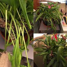 Rescued Calla Lily With Dropping Yellow Leaves Dying Flowers Brown Tips More Info In Comments Plantclinic