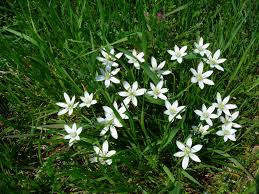 Image result for Ornithogalum
