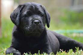 We did not find results for: Zarate Labradors English Labrador Puppies In Texas White Labs Breeders In Texas