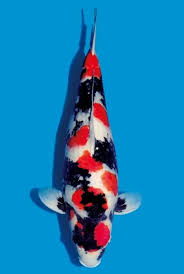 Pin Oleh Yudim89 Sukses Di Koi Kolam Ikan Ikan Taman