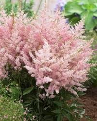 Jaloangervo Younique Silvery Pink Pink Perennials Flower Landscape Shade Loving Perennials