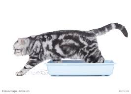 Katze Steigt Aus Katzenklo Katzen Klo Katzen Katzenurin