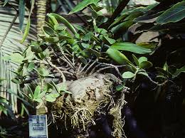 Image result for Phylohydrax