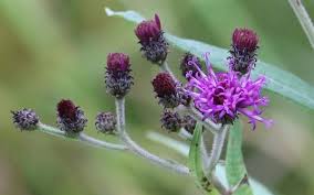 Image result for Vernonia undulata