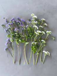 Image result for Ageratum