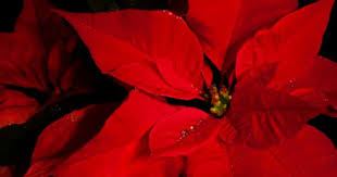 Http Www Petinsurance Com Healthzone Pet Articles Pet Health Toxins Media All 20phz 20images Article 20images Poinsettiacl Poinsettia And Cats Pets Dog Cat