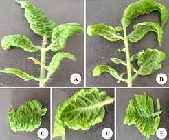 Everyone assumes tomato leaves are poisonous, but study after study, science is saying otherwise. Symptoms Observed On Tomato Plants Infected With Tolcndv Show Stunted Download Scientific Diagram