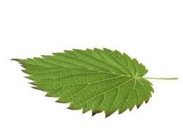 Pin On Plants Free 3d Models