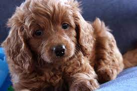 F2b Teacup Goldendoodle Puppy Teacup Goldendoodle Puppy Golden Hair Tiny Puppy Baby Goldendoodle Dog Teacup Goldendoodle Goldendoodle Mini Goldendoodle