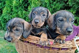 Image result for jezevčík drsnosrstý