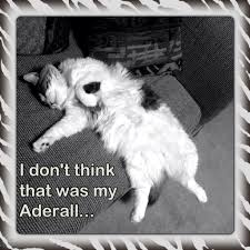 Think You Took The Wrong Meds Call Us Anytime Day Or Night Always There Always Free Confidential 1 800 222 1222 Lol Animals Anytime