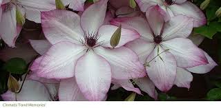 They can also be left unrpuned but then you will only get flowers at the top. Gardening Features From Crocus Co Uk Late Summer Clematis
