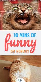 You Won T Stop Laughing When You Watch This 10 Mins Of Funny Cat Movie Top Reveal Funny Cats Cats Cat Movie