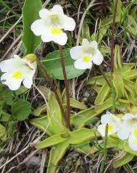 Image result for Lentibulariaceae