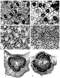 Image result for Heisteria zimmereri