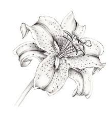 Black And White Lily Flower Tattoo Outline Rocky Mountain Society Of Botanical Artists A Drawing A Day 22 Lilies Drawing Lily Flower Tattoos Stargazer Lily Tattoo