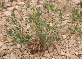 Image result for Indigofera subulifera