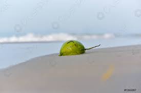 coconut sink in the sand on the beach