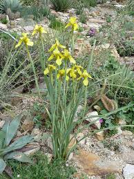 Image result for Moraea spathulata