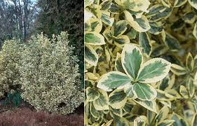 We did not find results for: Euonymus Japonicus Variegated Selections Landscape Plants Oregon State University