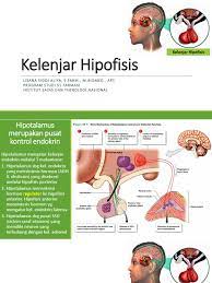 Pelepasan hormon dari anterior pituitary distimulasi oleh releasing hormon dan dihambat oleh inhibiting hormon dari hipotalamus. Kelenjar Hipofisis Pdf