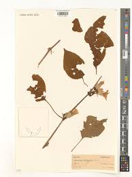 Image result for Petalidium