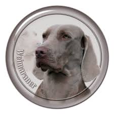 Image result for výmarský krátkosrstý ohař