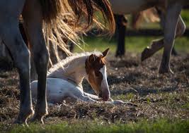The fact that it said 'own television' made jo wonder whether it might be too high a class for her, but the house did not look in any way overpowering. The Wild Horse Population Has Reached A Crisis Point Blm Says Deseret News