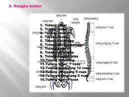 Otak besar merupakan bagian otak dengan ukuran terbesar. Rangka Manusia Terbagi Menjadi 3 Kelompok Yaitu A Ppt Download