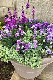 Purple And White Container Garden Container Gardening Flowers Container Gardening Container Plants