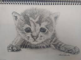 Yavru Kedi Cizimi Kedi Yavru Kediler Cizim