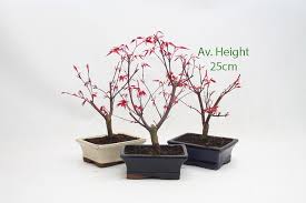 Japanese red maple bonsai can be grown from seeds or cuttings. Acer Palmatum Deshojo Japanese Maple Starter Bonsai Tree All Things Bonsai