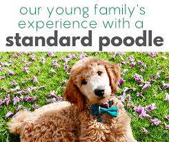 Many standard poodle dog breeders with puppies for sale also offer a health guarantee. Standard Poodle One Young Family S Experience With The Best Breed