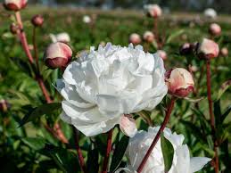 Check spelling or type a new query. Peony Paddock Open Days Things To Do In Melbourne