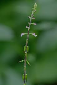 Image result for Fuirena leptostachya