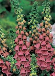 Posted by robin on 31 october 2014 16 comments. 190 Foxglove Cottage Ideas Foxglove Planting Flowers Carlton Ware