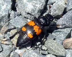 One of the weevil species that is the most annoying garden bug is the black vine weevil (otiorhynchus sulcatus).this black beetle pest can't fly because its wing cases are fused together. Black Beetle With Four Large Orange Jagged Spots Nicrophorus Vespilloides Bugguide Net