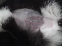 Ich habe gehört dass sie wenn sie nie babys bekommen einen psychischen knax anschließend haben. Bluterguss Nach Kastration Bei Katze Ist Das Normal Haustiere Katzen Ratgeber