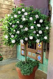 Image result for Gardenia