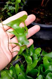 Image result for Pyrrosia