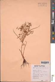 Image result for Cyperus tenuispica