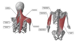 Large flat muscle on the back that stretches to the sides, behind the arms and partly covered by the trapezius. Crossfit Shoulder Muscles Part 2 Posterior Musculature