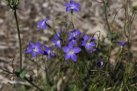 Image result for Wahlenbergia