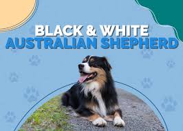 Grooming? … Do You Recommend Having Your Aussies Hair Cut/Thinned? Bronco  Lives In The (Already) 100° Texas Heat. I Have Read That Their Coat Helps  Keep Them Cool But Have Also Read