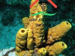 بحث عن الاسفنجيات واللاسعات