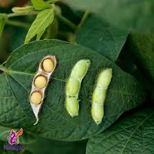 Image result for Brazzeia soyauxii