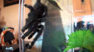 This can be achieved by keeping the substrate moist, regular misting, and other optional prey items for your tarantula include wax worms, hornworms, and pinkie mice. Avic Avic Pink Toe Tarantula Care Sheet Full Hd Video Youtube