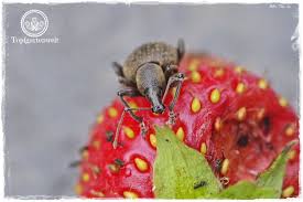 Der Gefurchte Dickmaulrussler Ist Im Garten Ein Gefurchteter Schadling An Erdbeeren Bekampfe Ihn Gezielt Um Eine Weitere Aus In 2020 Erdbeeren Erdbeerpflanzen Garten