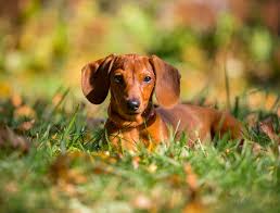 Advertise, sell, buy and rehome dachshund dogs and puppies with pets4homes. New Dog Photography Sofia And Duke Miniature Dachshunds Oreland Pa Pet Imagery By Lauren Kaplan Photography Philadelphia Pa Pet Photography