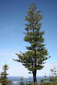 Image result for Araucaria heterophylla
